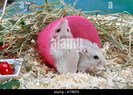 Roborovski Hamster Stockfoto