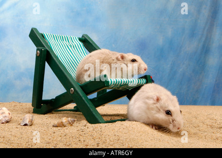 Roborovski Hamster Stockfoto