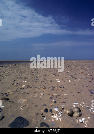 Wenig Tern Nest & Eiern auf sandigen Kieselstrand. (Sterna Albifrons) Stockfoto