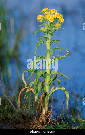 Marsh-Fleawort Stockfoto