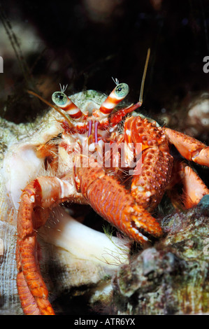 Großen Einsiedlerkrebs Stockfoto