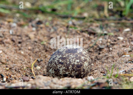 Gefleckte Thick-knee Stockfoto