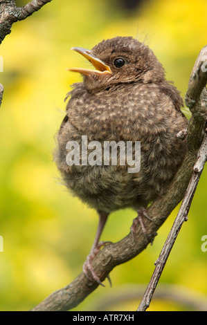 Amsel Stockfoto