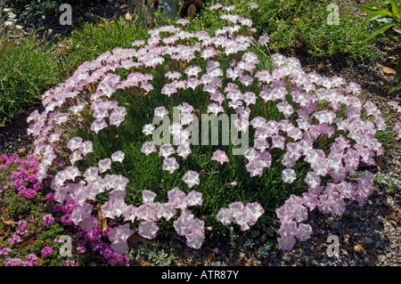 Cheddar Pink Stockfoto