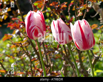 Triumph Tulpe (Tulipa ice Follies) Stockfoto