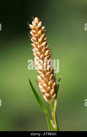 Damen-Daumen Stockfoto