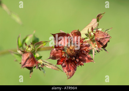 Marsh Fingerkraut Stockfoto