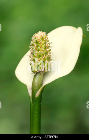 Wasser-Arum Stockfoto