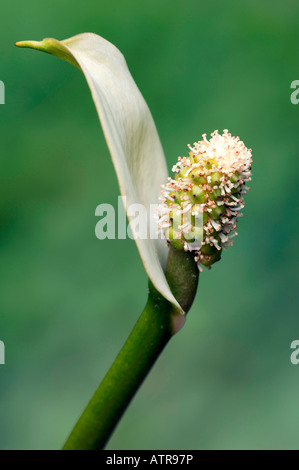 Wasser-Arum Stockfoto