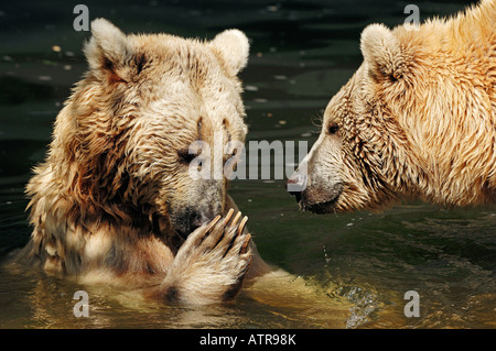 Syrische Braunbär Stockfoto