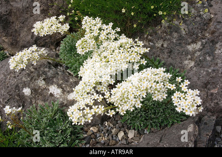 Lange-leaved Steinbrech Stockfoto