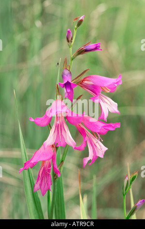 Wilde Gladiole Stockfoto