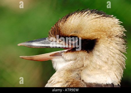 Lachende Kookaburra Stockfoto