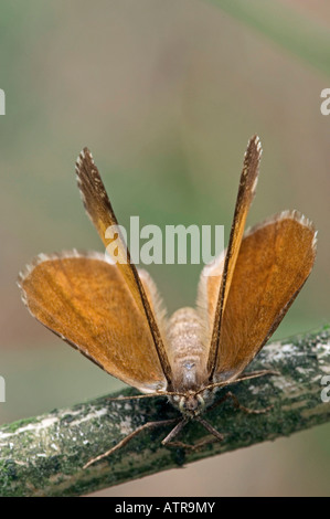 Umrandete weiße Stockfoto