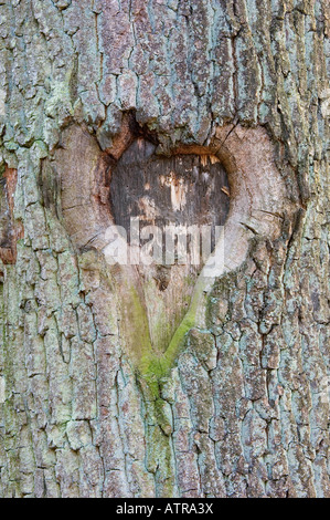 Herz im Baumstamm Stockfoto