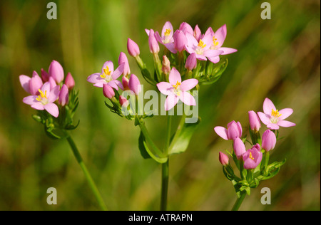 Tausendgüldenkraut Stockfoto