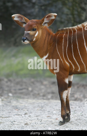 junge afrikanische Antilope Bongo - Tragelaphus Eurycerus isaaci Stockfoto