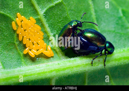 Green Leaf Beetle Stockfoto