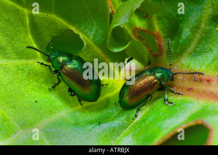 Green Leaf Beetle Stockfoto