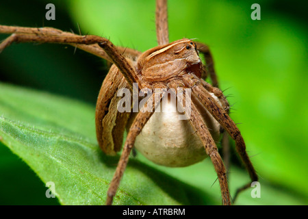 Eine fantastische Fischerei Spider Stockfoto