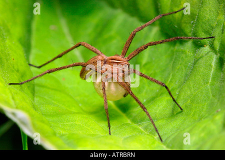 Eine fantastische Fischerei Spider Stockfoto