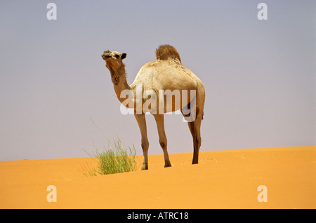 Kamel in der Sahara Wüste, Mauretanien Stockfoto