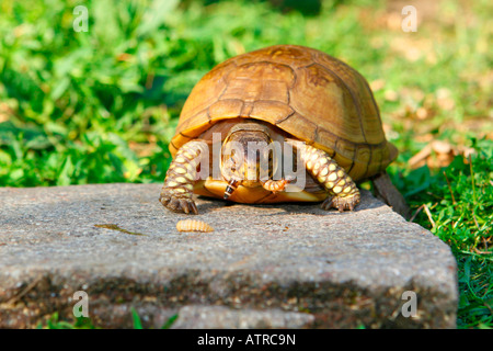 Drei-toed Kasten-Schildkröte Stockfoto