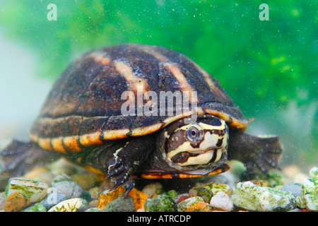 Gestreifte Schlamm-Schildkröte Stockfoto