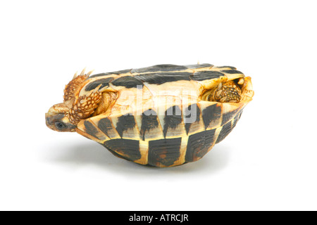 Griechische Schildkröte Stockfoto