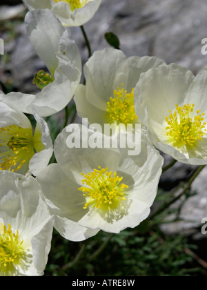 Alpen-Mohn (Papaver Alpinum Subspecies Alpinum) Stockfoto