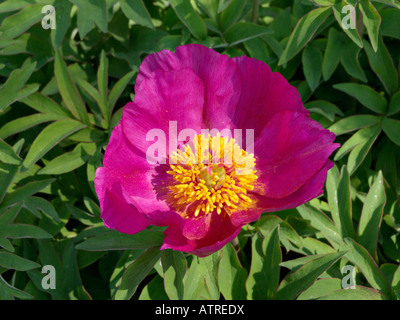 Gemeinsame Pfingstrose (Paeonia officinalis) Stockfoto