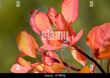 Blätter der "Rauch Baum" (Cotinus Coggygria) im Herbst Farbe Stockfoto