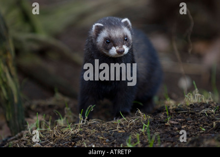 Europäischen Iltis Mustela Putorius UK Stockfoto