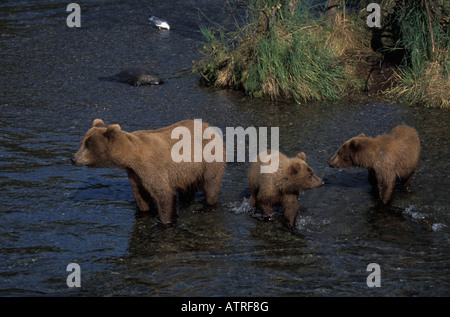 Weibliche Braunbären mit zwei jungen, Ursus Arctos. Stockfoto