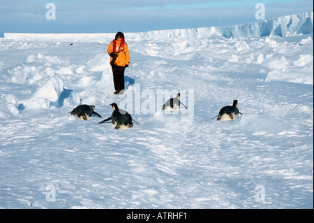 Kaiser-Pinguin Stockfoto