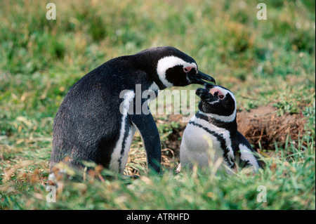 Magellanic Penguin Stockfoto