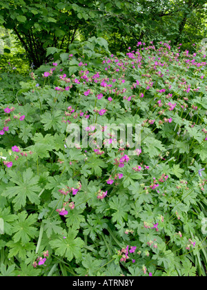 Bigroot cranesbill (Geranium macrorrhizum) Stockfoto