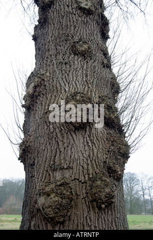 Der Stamm einer alten Eiche Quercus robur Stockfoto