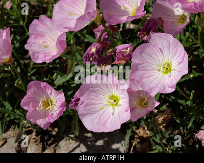 Rosa Nachtkerze (oenothera speciosa iskiyou') Stockfoto
