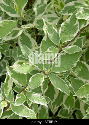 Tartarian Hartriegel (Cornus alba ibirica Variegata') Stockfoto