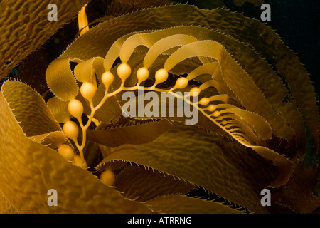 Giant Kelp Wedel zeigt Pneumatocysts, Macrocystis Pyrifera, Catalina Island, Kalifornien. Stockfoto