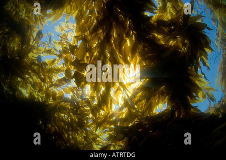 Sonnenlicht durch einen Wald aus riesigen Seetang, Macrocystis Pyrifera, aus Catalina Island, Kalifornien, USA. Stockfoto