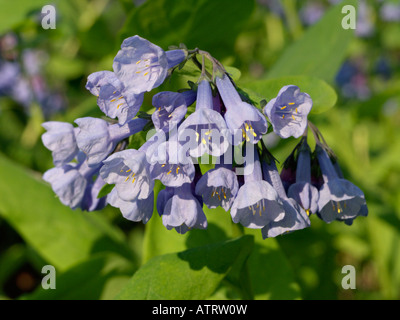 Virginia bluebells (mertensia virginica) Stockfoto