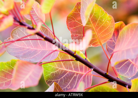 Blätter der "Rauch Baum" (Cotinus Coggygria) im Herbst Farbe Stockfoto