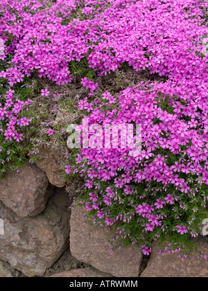 Moss Phlox (Phlox subulata) Stockfoto