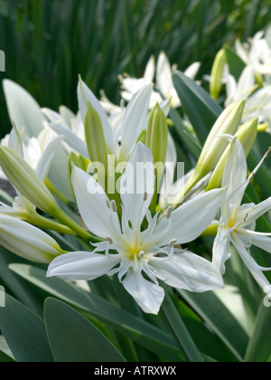 Meer Narzisse (pancratium illyricum) Stockfoto
