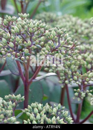 Orpine (Sedum telephium 'Matrona' syn. hylotelephium telephium 'Matrona') Stockfoto