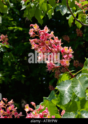 Rote Rosskastanie (Aesculus x oleracea) Stockfoto