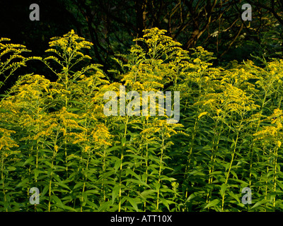 Kanada Goldrute (Solidago Canadensis var. Scabra) Stockfoto