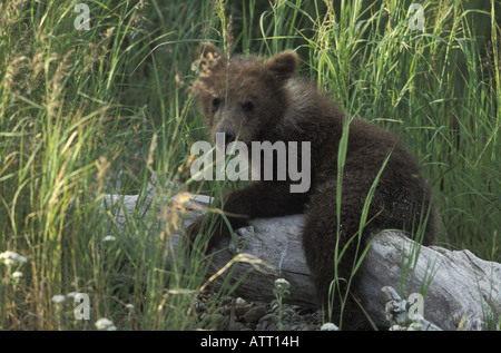 Braunbären im Frühjahr Jungtier auf Baumstamm, Ursus Arctos. Stockfoto